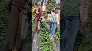 Strawberry Farm Visit youtubeshorts farming strawberry villagelife [upl. by Aliekahs79]