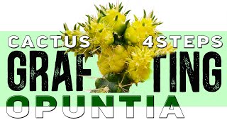 Grafting Cactus on Opuntia in 4 steps  Demos and 100 Results  Aftercare guidelines [upl. by Alemak]