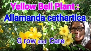 Yellow Bell PlantAllamanda cathartica growing and caring [upl. by Bernice]