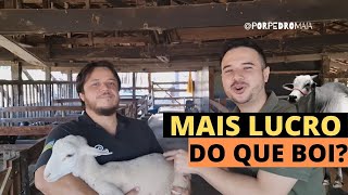 Como produzir ovinos de qualidade Tudo sobre Ovinos aqui [upl. by Wake914]