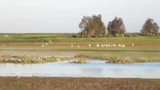 Falconry  Calidus X Hobby chasing waders شاهين بحري مهجن [upl. by Vaughn]