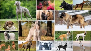 All 288 Dog Breeds  How many do you know [upl. by Geminian]