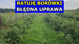 Ratuję Borówki Uprawa Borówek Zagrożona Plantacja Borówki Błędy w Uprawie Gleba Cięcie Nawożenie [upl. by Bria]