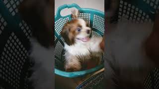 Ivana orthana vachchikitte ayyayoo🐶subscribe like pets shithzu dog cutedog comedy shots [upl. by Tonye]