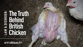 The Truth Behind Chicken Farming In The UK [upl. by Icyac]