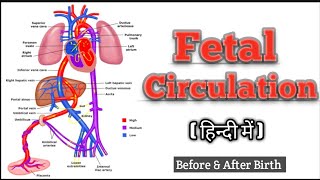 Fetal Circulation In Hindi  Fetal Circulation [upl. by Hughes]