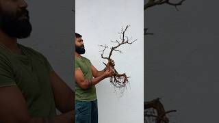 අට්ටික්කා bonsaiබදුන්ගත කිරීම💚💚 bonsai [upl. by Harned]