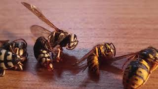 Wasp Species Comparison yellow jackets Hornets Cicada Killers [upl. by Milo320]