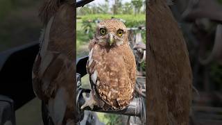 🦉 Up Close with the Javan Owlet 🦉✨ owl wink [upl. by Langan528]