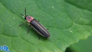 ⟹ Lightning bugs are here The Firefly is in the Lampyridae family [upl. by Grados]