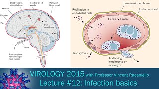 Virology 2015 Lecture 12 Infection basics [upl. by Gunthar770]