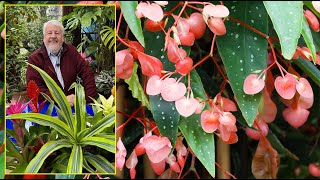 BÉGNONIA ‘LUCERNA’  TRÈS FACILE À CULTIVER IL FLEURIT TOUTE L’ANNÉE Le Quotidien du Jardin N°323 [upl. by Aylmer]