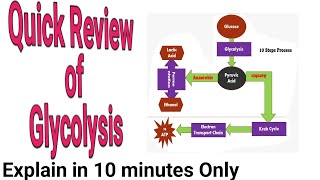 Quick Review of Glycolysis Glycolysis Pathway Step by Step Glycolysis in 10 Minutes [upl. by Dore]