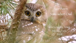 Northern Sawwhet Owl upchucks a pellet [upl. by Skrap]