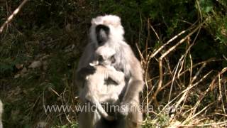 Uttarakhand Langurs basking in the sun [upl. by Acirretal722]