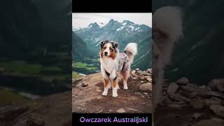 Owczarek Australijski [upl. by Pry]