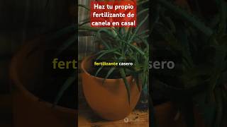 Haz tu propio fertilizante de canela en casa [upl. by Ydneh866]