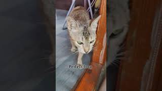 Cat food search 🔍🔍catvideos alsicat [upl. by Acimat]