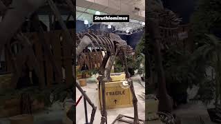 Struthiomimus Toothless Dinosaur on Display at Dino Lab [upl. by Mota794]