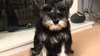 Mini Schnauzer  6 weeks to 1 year in a minute  so cute [upl. by Aekin164]