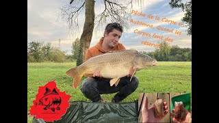 Pêche de la Carpe L Automne  Quand les Carpes font des réserves [upl. by Vanden648]