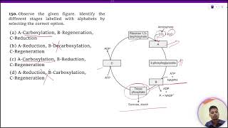 Observe the given figure Identify the different stages labelled with alphabets by selecting the [upl. by Cathrine]