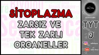 15 Sitoplazma 1 Zarsız ve Tek Zarlı Organeller [upl. by Shannen]