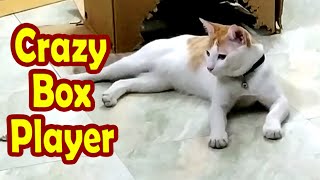 crazy box performer acrobatics funny cat reaction [upl. by Parik]