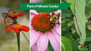 How to Plant a Pollinator Garden [upl. by Atinet]