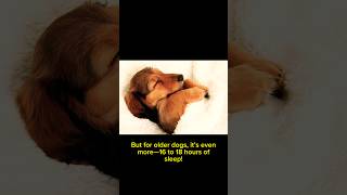 How Much Do Dogs Sleep facts curiosity dogfood science dogslove petbehavior pets shorts [upl. by Zondra]