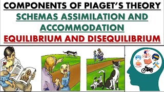 Basic components of Piagets theory schema AssimilationAccommodationEquilibriumDisequilibrium [upl. by Auhoj]