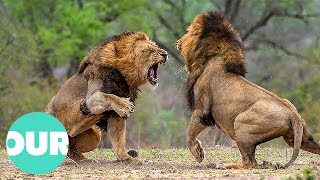 Three Adult Lions Fight Four Young Lions  Our World [upl. by Leelaj452]