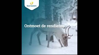 Ontdek Lapland tijdens de kerst of voorjaarsvakantie [upl. by Enyaj387]