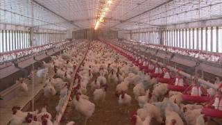 Poultry Farming Advancements  Americas Heartland [upl. by Ki]