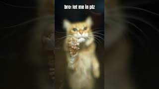 cat  let me in plz catshorts shorts catlover funny memes [upl. by Neehahs]