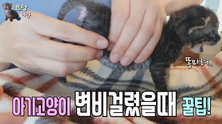 아깽이 변비해결방법🐈‍⬛ 3주된 하냥이 일상 심멎할뻔❤ Cat care diary Constipated cat ENGSUB묘랑나랑 2 [upl. by Aihtnic]