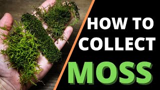 How To Collect amp Prepare Moss For Terrariums [upl. by Pinkham]