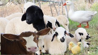 Köyde İnekten Süt Sağmak  Çiftlik Hayvanları  Bahçede Koyun Kuzu videoları  Tavuk sesi [upl. by Marquardt]