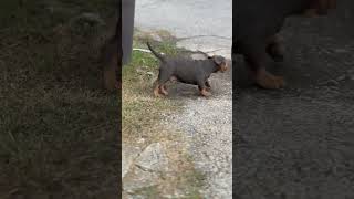 4pf Paymaster Bloodlime americanbully subscribe [upl. by Neerahs653]