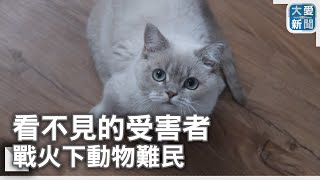 看不見的受害者 戰火下動物難民｜大愛新聞 DaaiWorldNews [upl. by Kirschner]