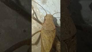 Hawkmoths music phonk halloween beats typebeat trending nature natureinsects [upl. by Fuchs445]