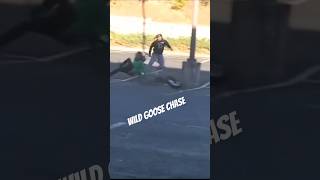 Wild Goose Chase funny animals like subscribe [upl. by Novak]