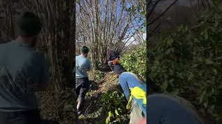 Traditional hedgelaying on the Dartington estate [upl. by Adneram]