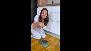 How Our Cats Manipulate Us 🐱🧠 cats funny pets [upl. by Derfniw]