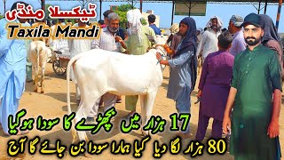 Today Taxila Mandi Latest Update 12 July 2024  Kia Humra Soda Ban Jay Ga 🤔 [upl. by Wagshul451]