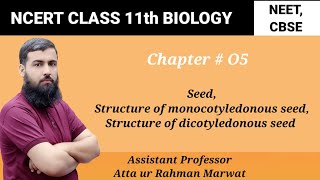 Seed Structure of monocotyledonous seed  structure of dicotyledonous seed NCERT Class 11 Biology [upl. by Aerdnac341]