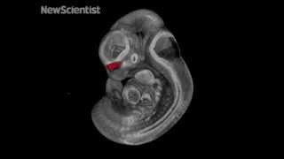 How a mouse face forms in the womb [upl. by Hesta510]