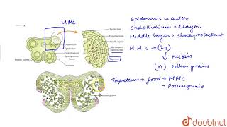 STAMEN MICROSPORANGIUM AND POLLEN GRAIN [upl. by Leora]