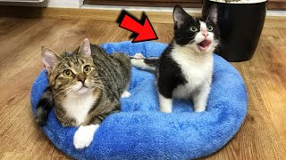 Cat with 3 Paws Takes Paralyzed Kitten Under Her Wing Now They Are Inseparable [upl. by Cock311]