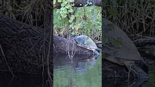 Florida Turtle Nature shorts [upl. by Alphonso]